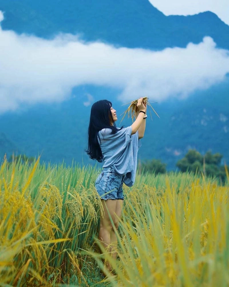 Ruộng lúa Mai Châu trải dài tạo nên khung cảnh tuyệt đẹp