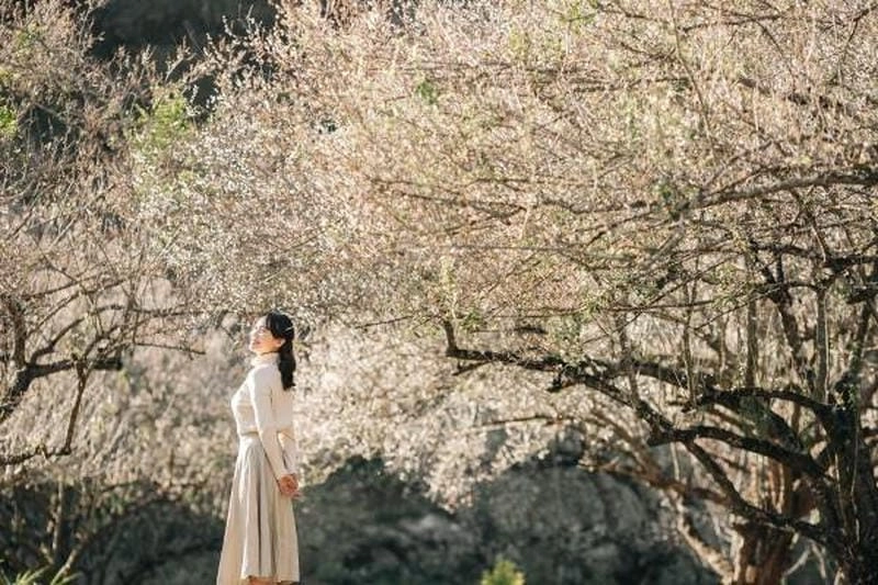 Sắc lạnh quyến rũ từ mùa đông Mộc Châu len vào từng nhịp sống
