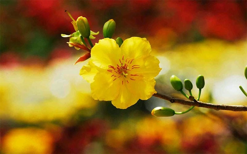 Say đắm ánh hoàng hôn Cần Thơ dịu dàng