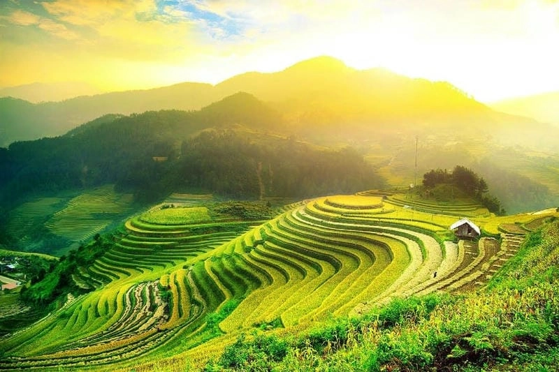 Say đắm trong ảnh lúa chín Hà Giang