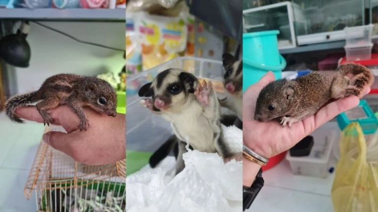 Sóc Đất Ăn Gì và Nên Tránh Ăn Gì Để Tối Ưu Sức Khỏe