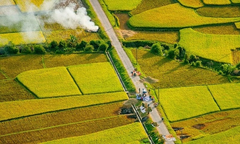 Sống ảo cùng ảnh lúa chín Mai Châu đầy cảm hứng