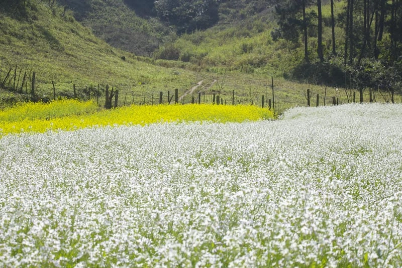 Sống trọn vẹn trong mùa hoa thơ mộng ở cải trắng Đà Lạt