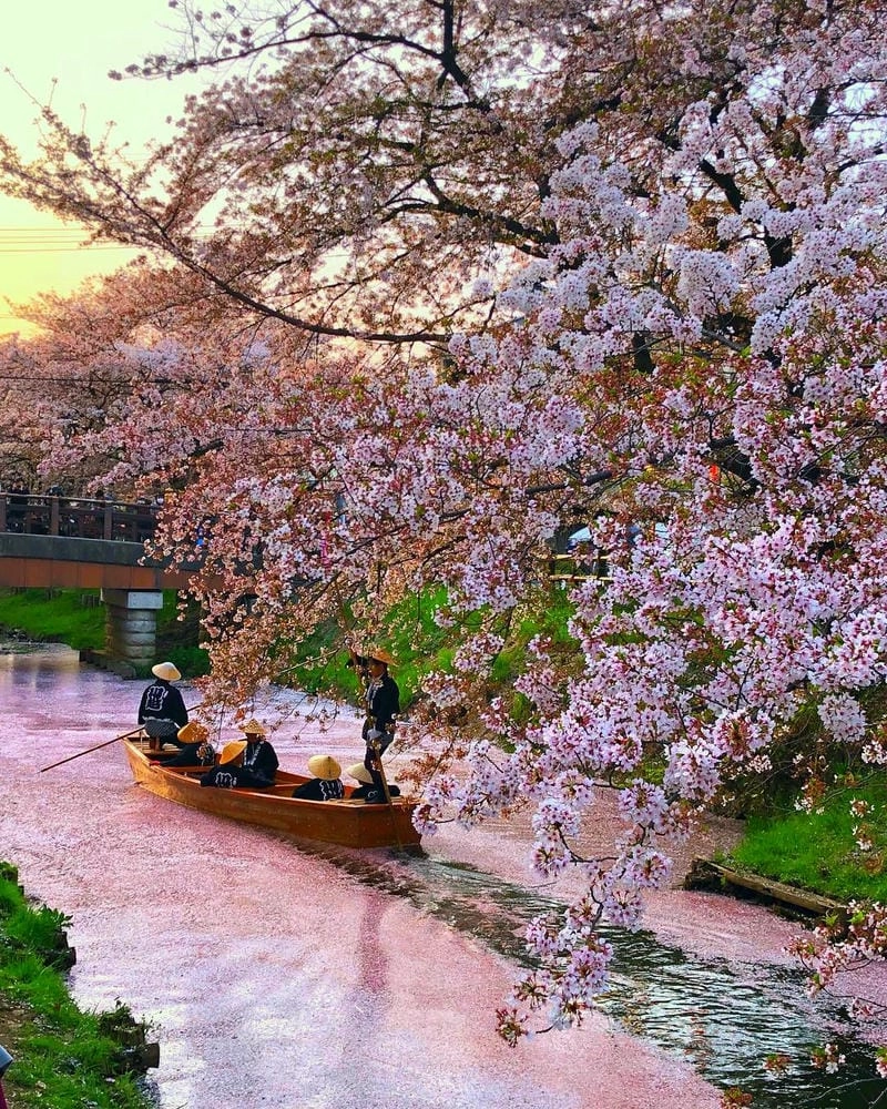 Sương mù hoa anh đào buổi sớm mai huyền ảo