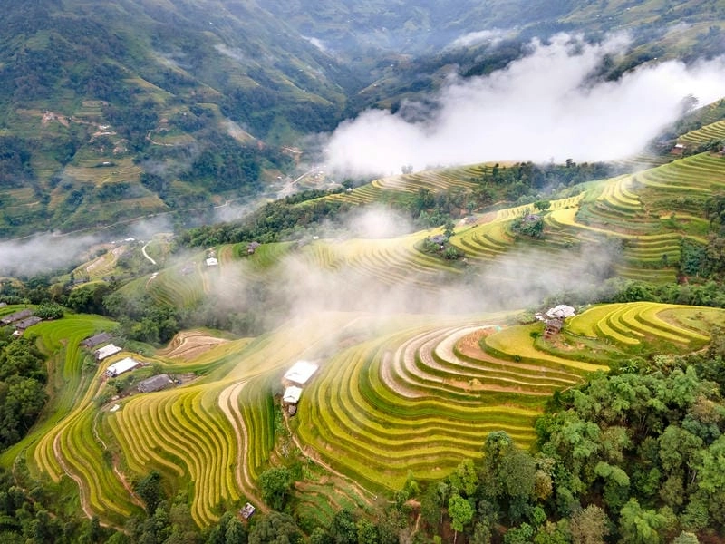 Sương mù lúa chín Lào Cai huyền ảo lung linh