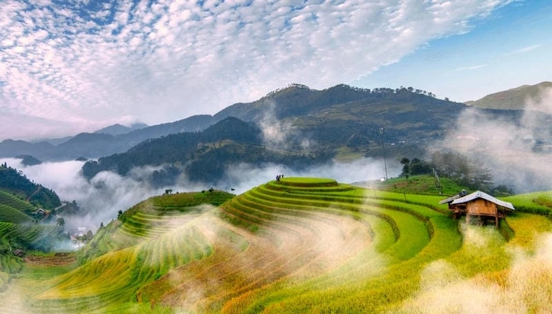 Sương mù lúa chín phủ nhẹ lên ruộng bậc thang Yên Bái