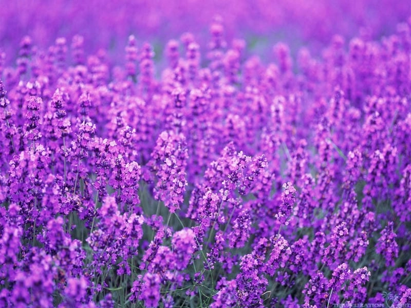 Sương mù oải hương buổi sớm mai huyền ảo