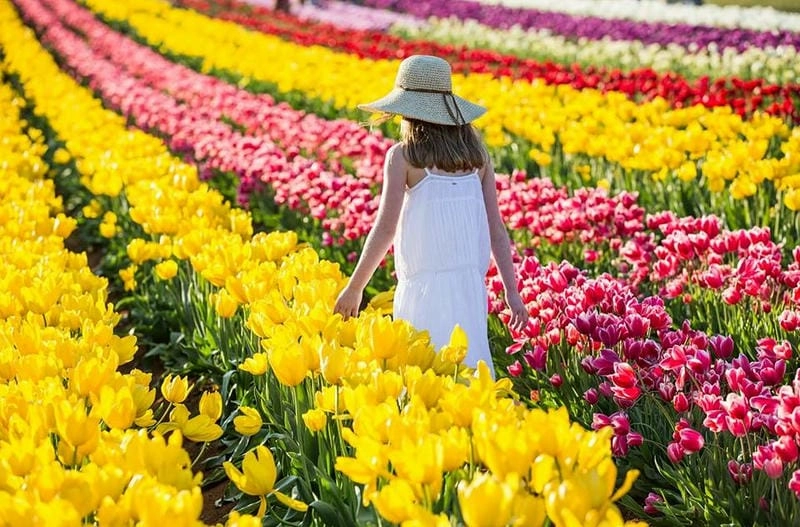 Sương mù tulip buổi sớm mai huyền ảo