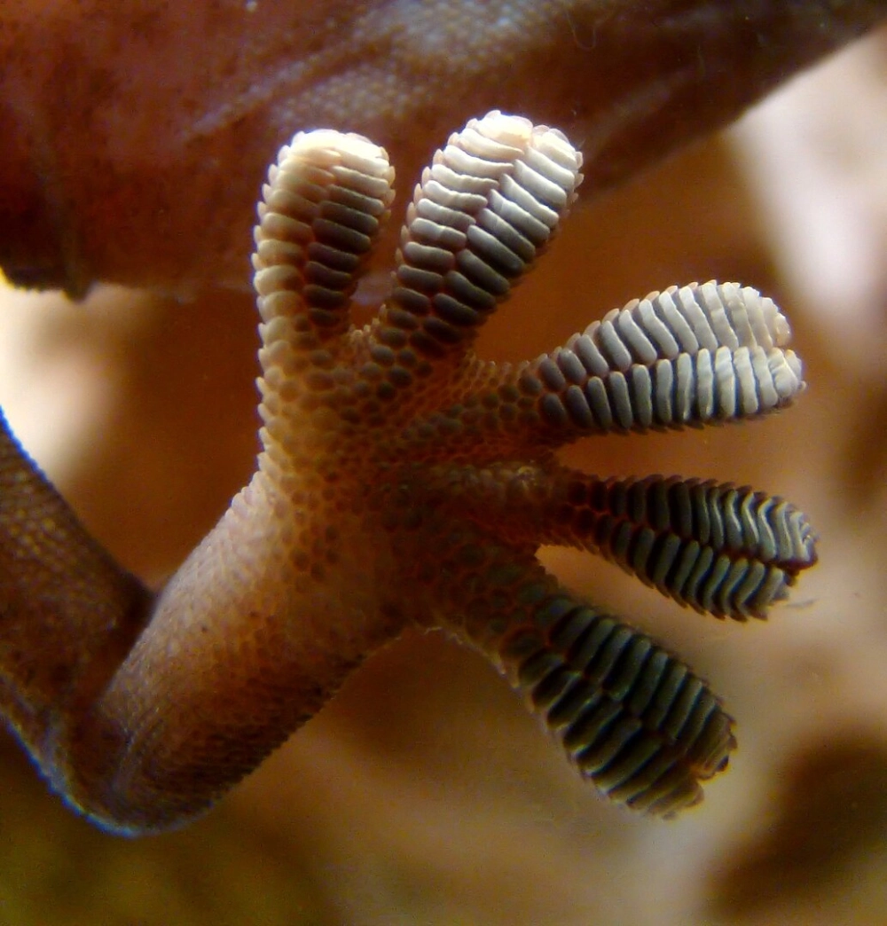 Tắc kè bám kính trơn tru khiến con người kinh ngạc