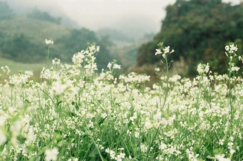 Thả hồn vào hoàng hôn Sapa lãng mạn bên đồi cải trắng