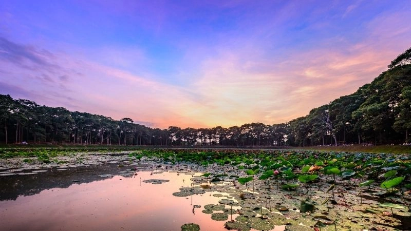 Thiên nhiên Ao Bà Om trù phú đầy sức sống