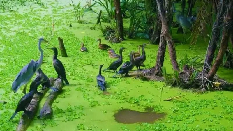 Thiên nhiên Sân chim Vàm Hồ phong phú và tươi mới