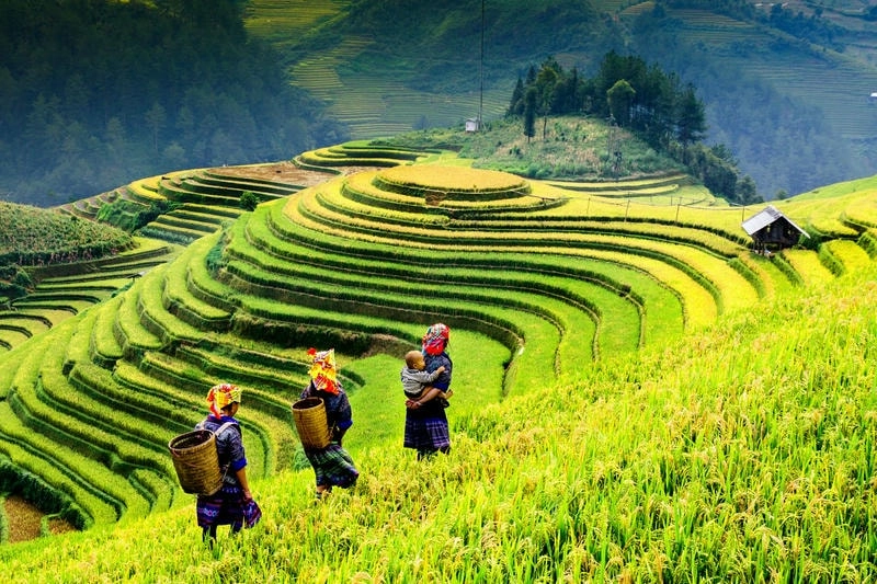 Thiên nhiên Sapa với núi non hùng vĩ và sương mù