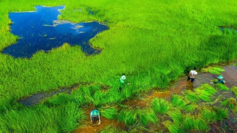 Thiên nhiên Tràm Chim xanh mát đa dạng sinh vật hoang dã