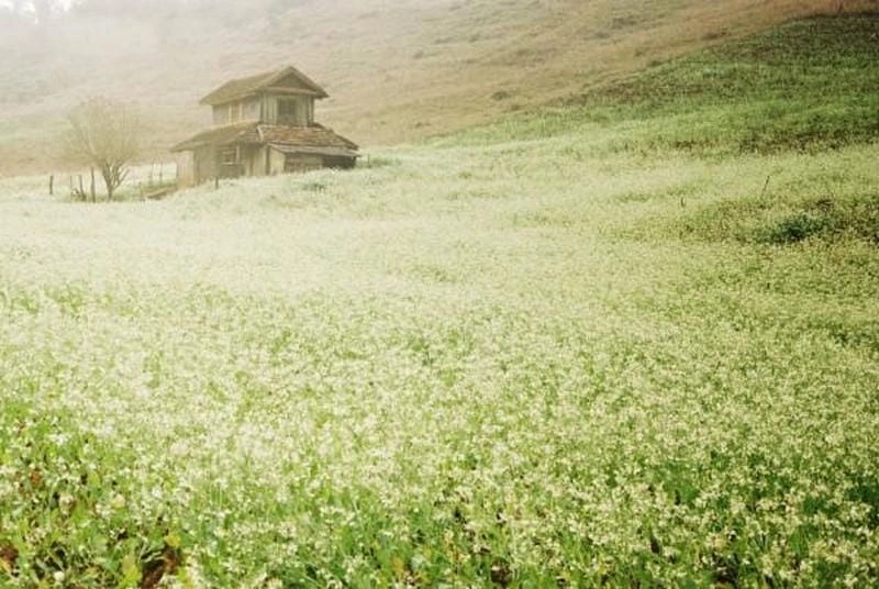 Thơ mộng huyền ảo dưới sương mù hoa cải