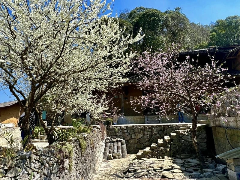 Thời gian lý tưởng để Hà Giang mùa hoa ban
