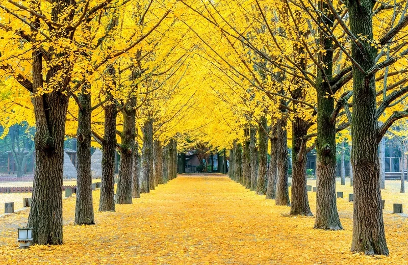 Thư giãn giữa khung cảnh thơ mộng ở Nami Island