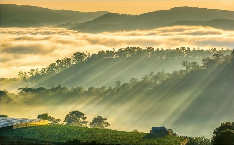 Thức giấc nhẹ nhàng cùng bình minh sương mù