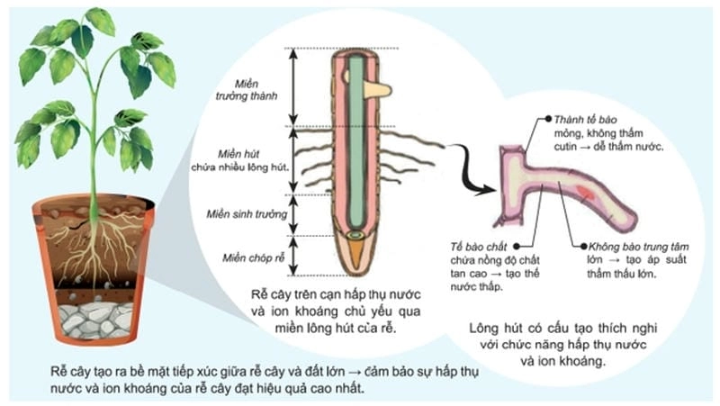 Tìm hiểu cấu tạo rễ cây giúp hấp thụ nước hiệu quả