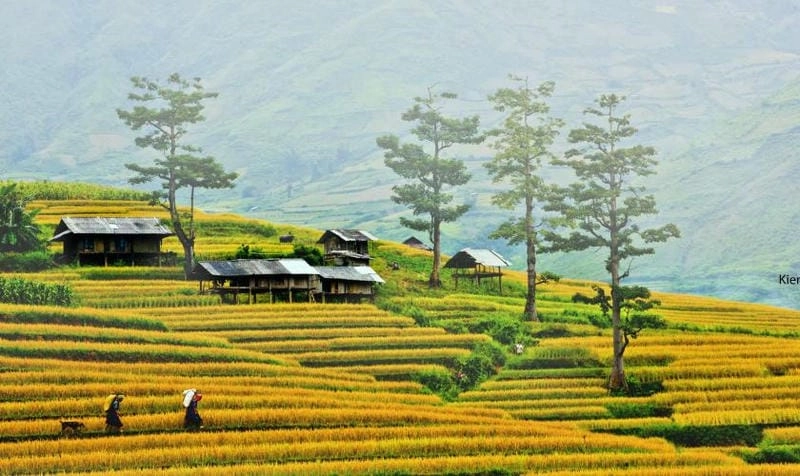 Tìm hiểu lý do Điện Biên mùa lúa chín thu hút nhiều du khách