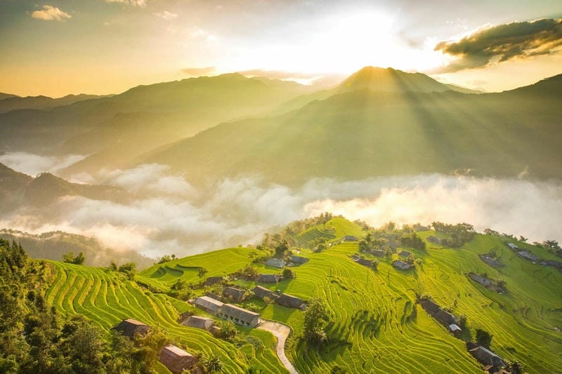 Tinh khôi rực rỡ bình minh lúa chín