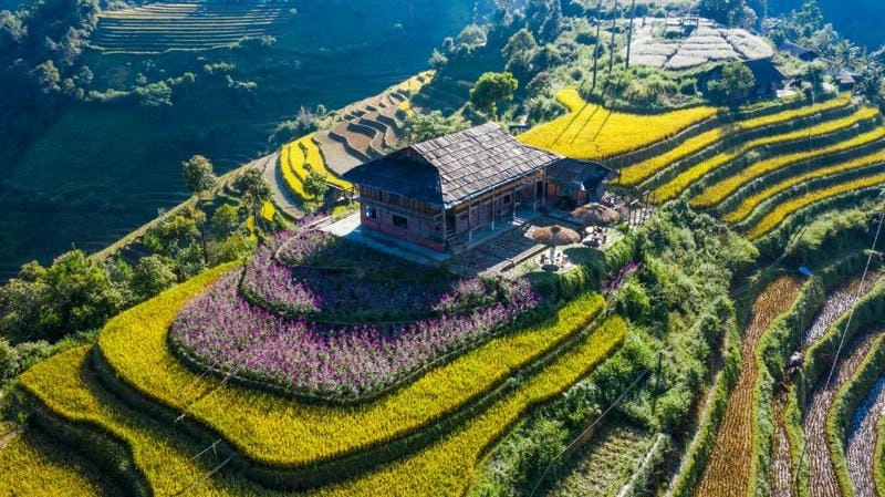Top gợi ý lưu trú ấm cúng và tiện nghi giữa mùa vàng Sapa thơ mộng