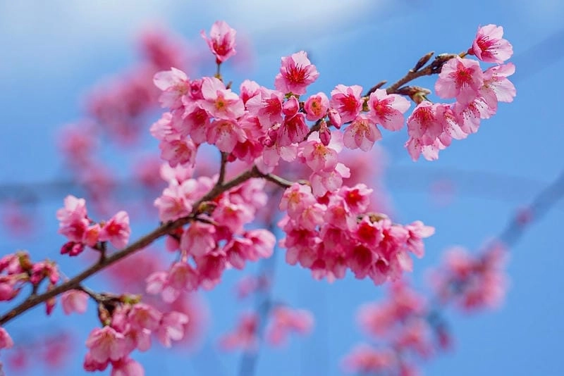 Trải nghiệm đáng nhớ cùng mùa hoa anh đào Anh là kỉ niệm khó quên