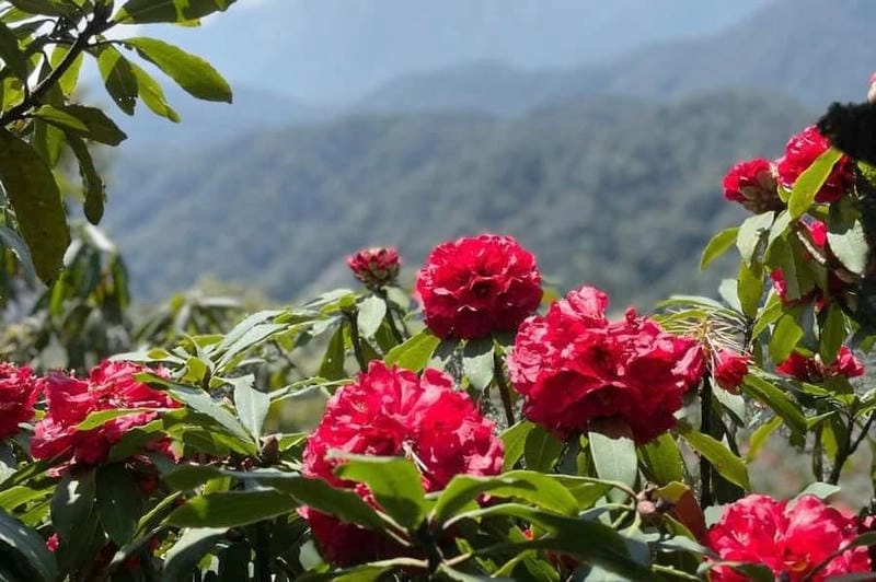 Trải nghiệm đáng nhớ cùng mùa hoa đỗ quyên Nepal là kỷ niệm khó quên