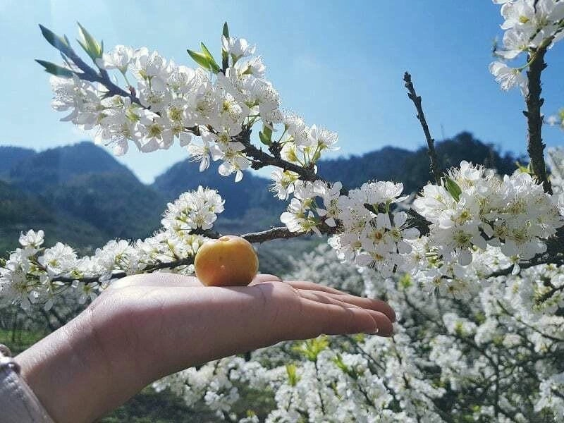 Trải nghiệm đáng nhớ cùng mùa hoa mận Trung Quốc là kỉ niệm khó quên