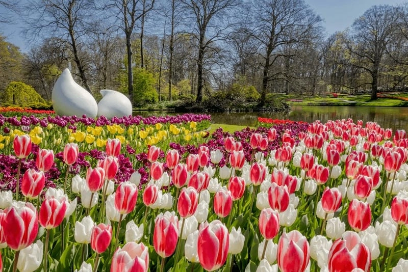 Trải nghiệm đáng nhớ cùng mùa hoa tulip Hà Lan sẽ là kỉ niệm khó quên.