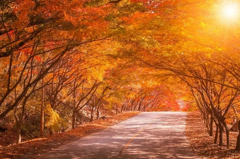 Trải nghiệm đáng nhớ cùng mùa thu lá đỏ Seoul là một kỷ niệm không thể quên