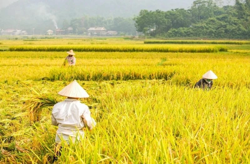 Trải nghiệm mùa thu lúa chín Lai Châu ngập tràn sắc vàng