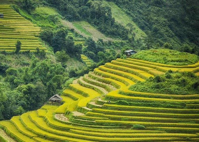 Trải nghiệm mùa thu lúa chín Tuyên Quang thật tuyệt