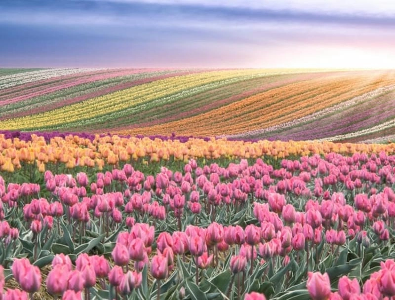 Tulip rực rỡ báo hiệu mùa xuân đã về trên đất Hà Lan.
