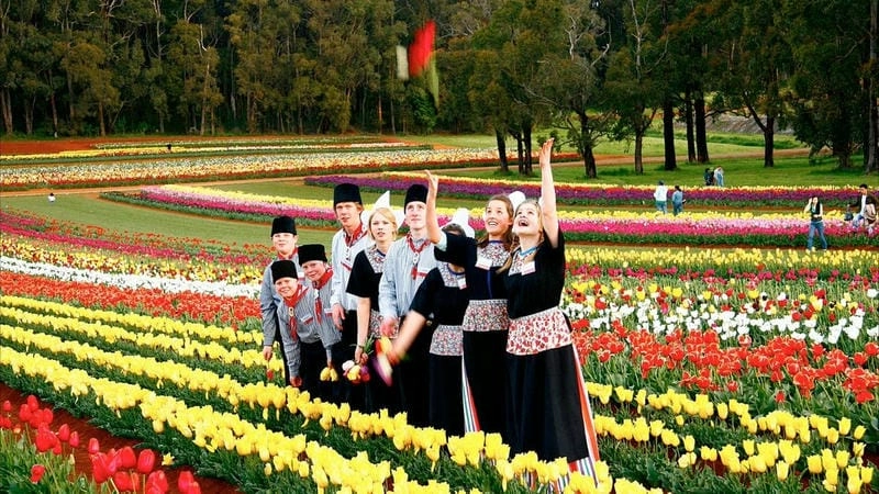 Tulip rực rỡ báo hiệu mùa xuân ở Úc