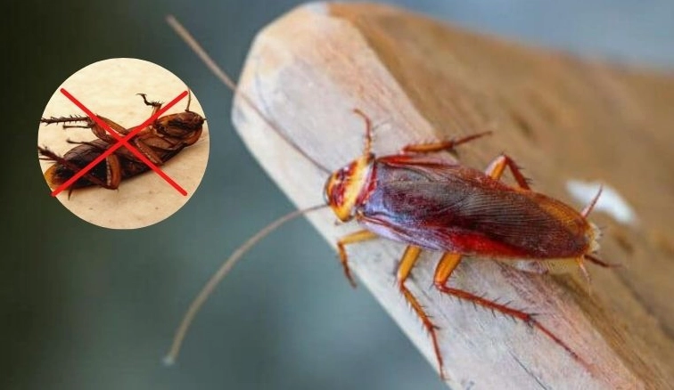 Tuyệt chiêu diệt gián tận gốc tại nhà, bảo vệ sức khỏe và không gian sống