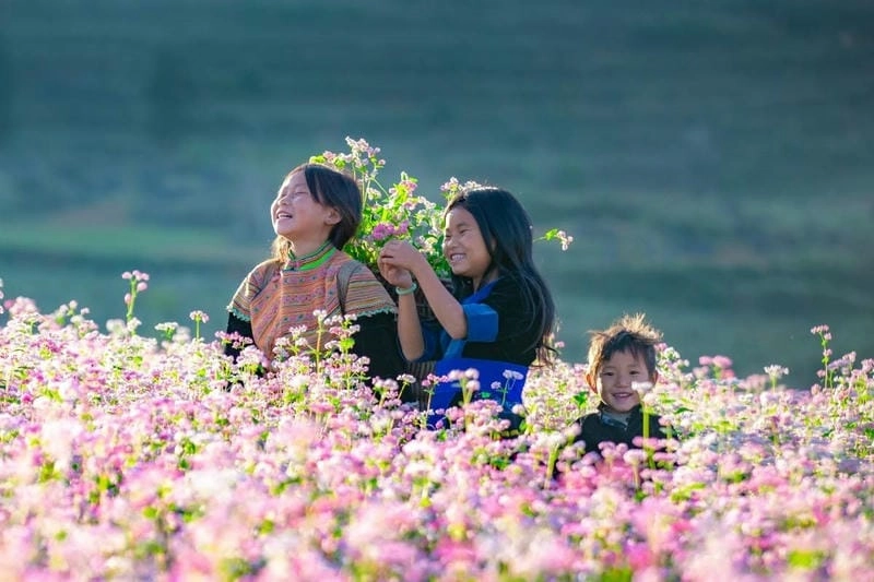 Vẻ đẹp Mùa hoa tam giác mạch Hà Giang làm say lòng