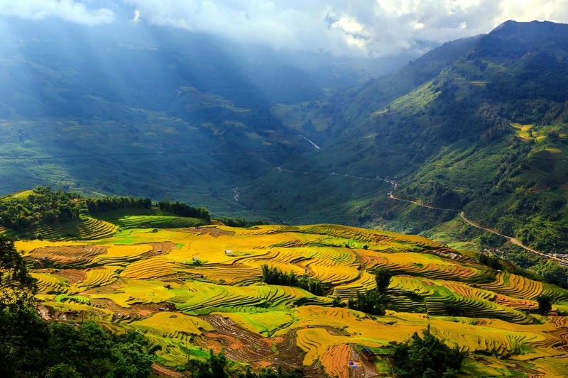 Vẻ đẹp mùa lúa chín Sapa giữa thiên nhiên hùng vĩ