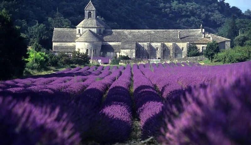 Vẻ đẹp tím mộng mơ của mùa hoa lavender Pháp khiến lòng người xao xuyến