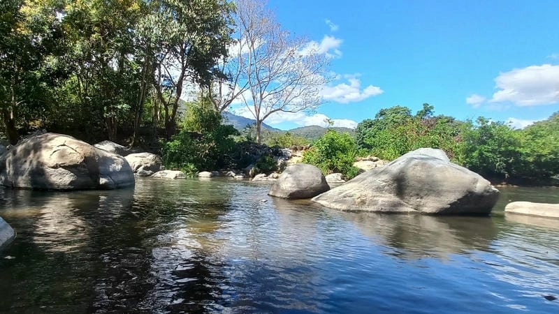 Vườn cây cao su mùa thay lá Bình Phước