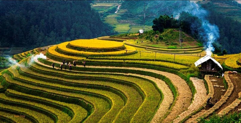 Yên bình sâu lắng mùa lúa về đêm
